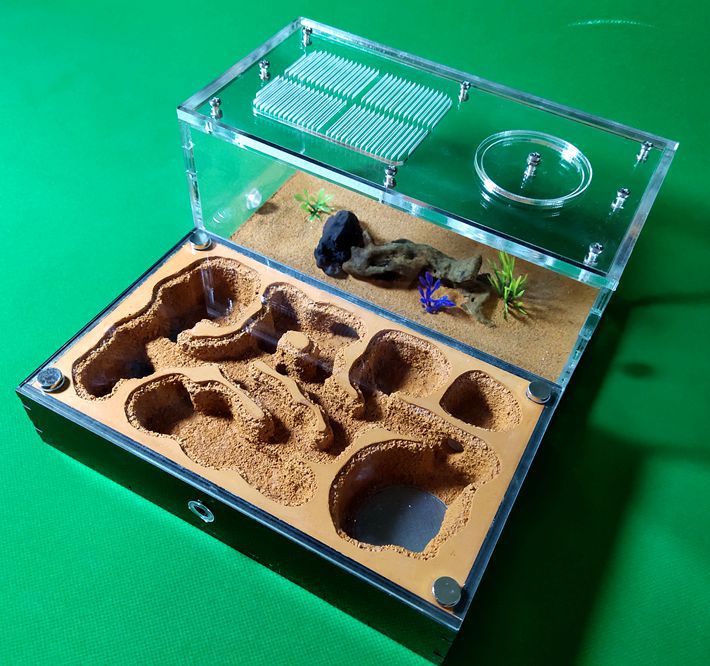 STEM Ant Farm Observation Kit – Nature Discovery & Scientific Thinking (Ages 5–8+ Years)