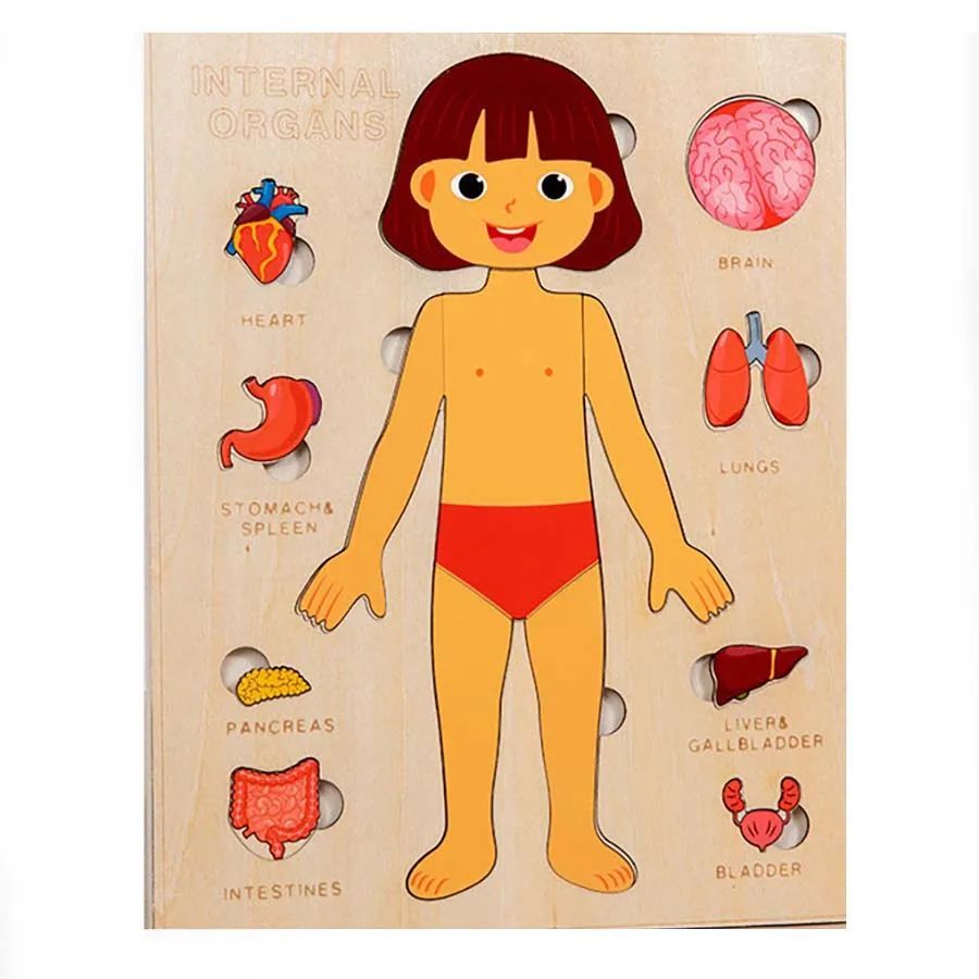 Human Body Anatomy Puzzle – STEM Science Discovery & Early Learning (Ages 2–4+)