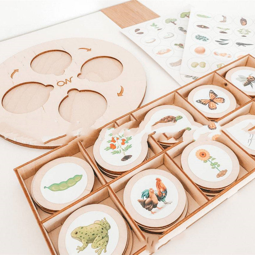 Montessori Life Cycle Insect Learning Set – Cognitive & Science Development (Ages 4–8 Years)