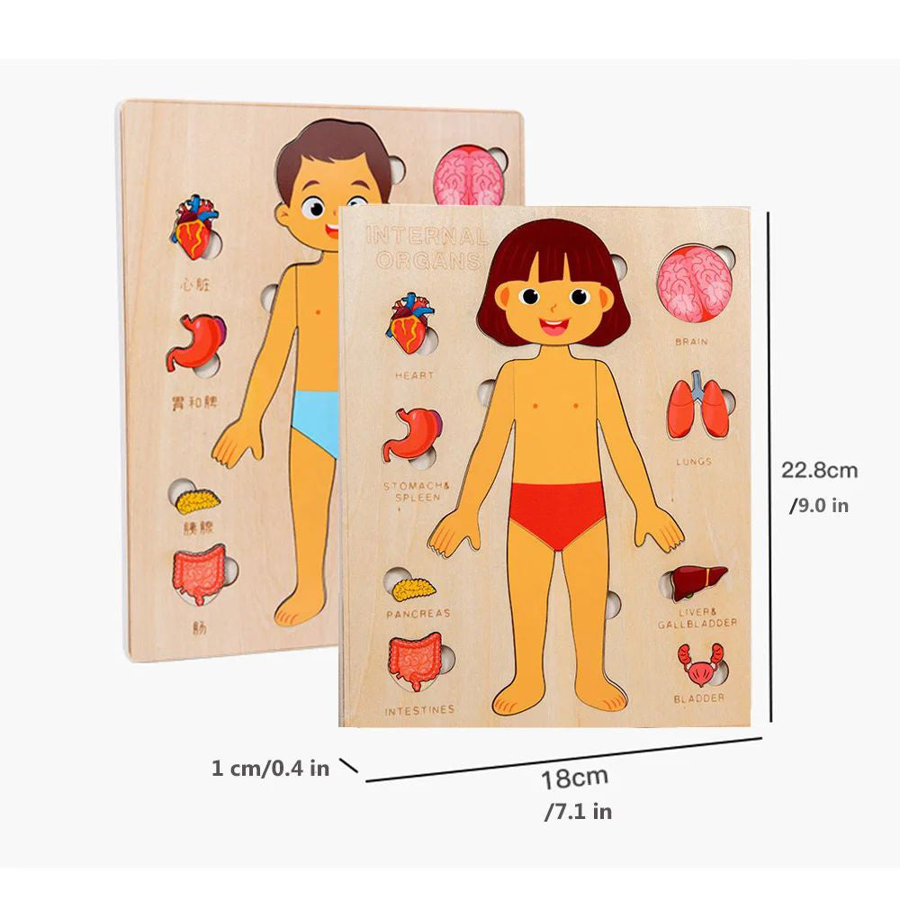 Human Body Anatomy Puzzle – STEM Science Discovery & Early Learning (Ages 2–4+)