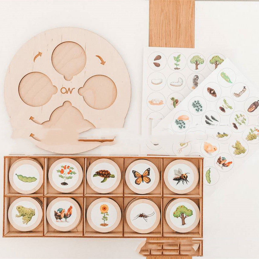Montessori Life Cycle Insect Learning Set – Cognitive & Science Development (Ages 4–8 Years)