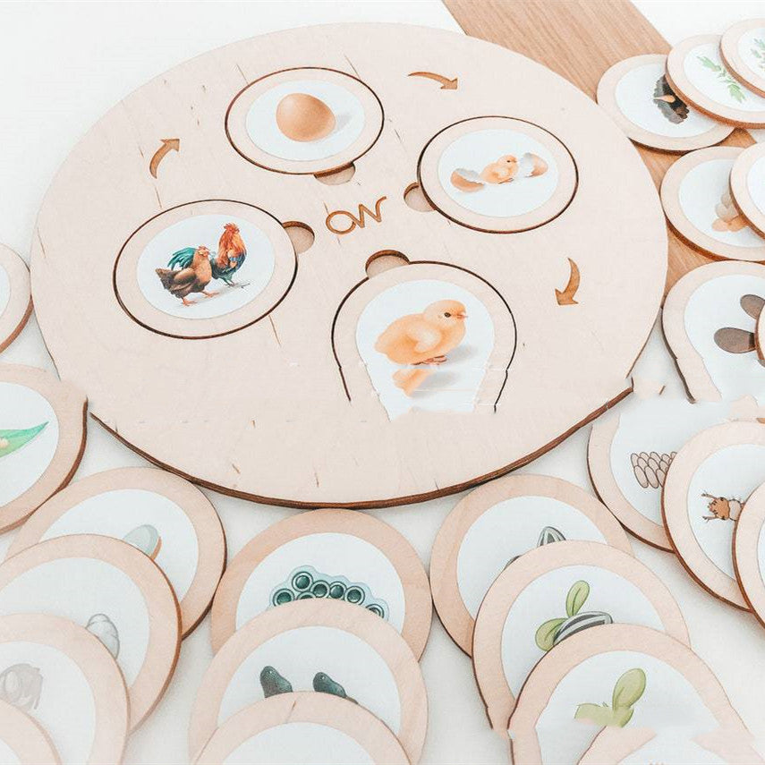 Montessori Life Cycle Insect Learning Set – Cognitive & Science Development (Ages 4–8 Years)