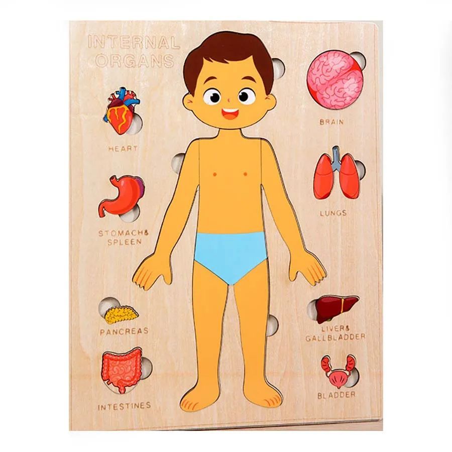 Human Body Anatomy Puzzle – STEM Science Discovery & Early Learning (Ages 2–4+)