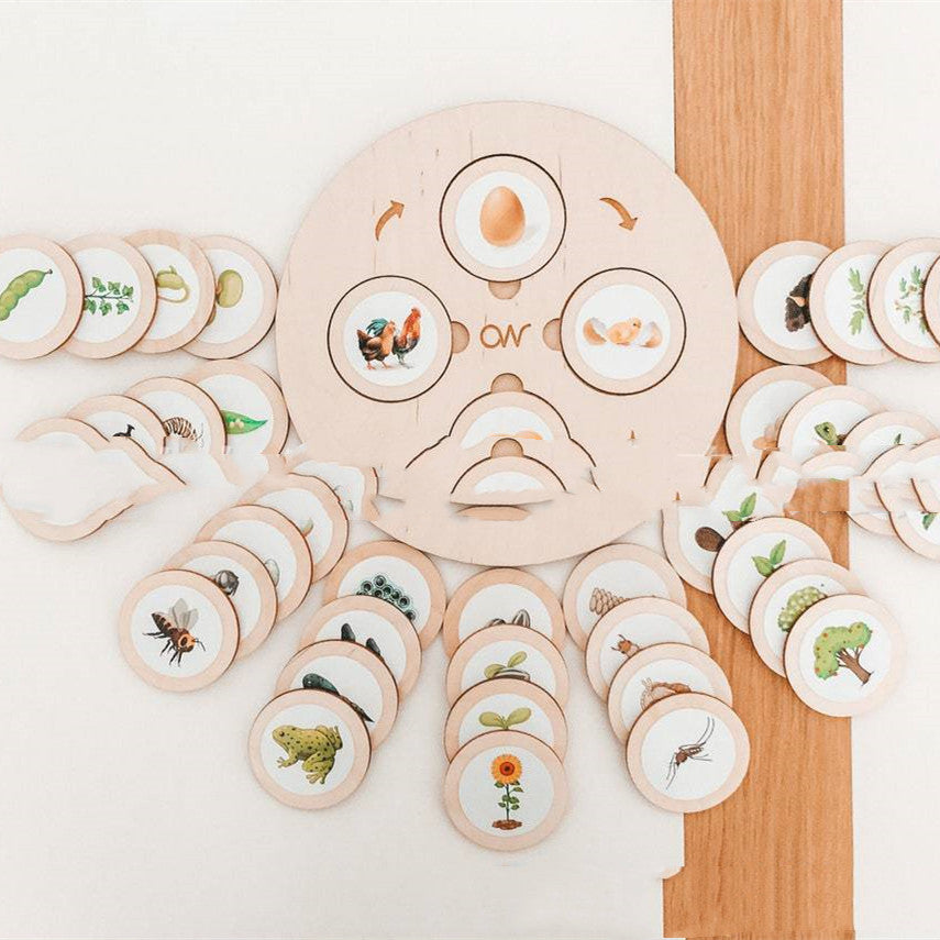 Montessori Life Cycle Insect Learning Set – Cognitive & Science Development (Ages 4–8 Years)