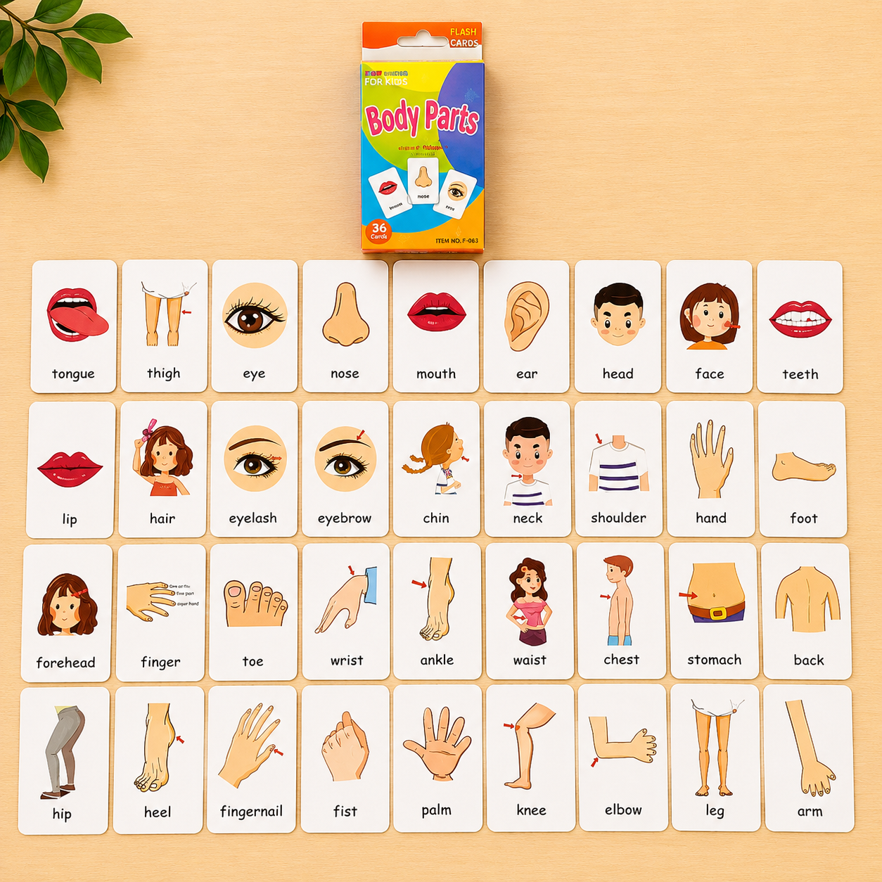 Early Education Flash Card Collection for Toddlers